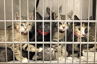 overcrowded_cat_shelter_2